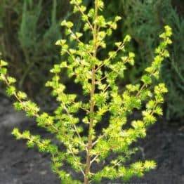 Модрина європейська (Larix decidua) ФОТО Розплідник рослин Природа (5)