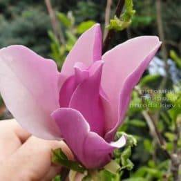 Магнолія лилиецветних Нигра (Magnolia lilliflora Nigra) ФОТО Розплідник рослин Природа (17)