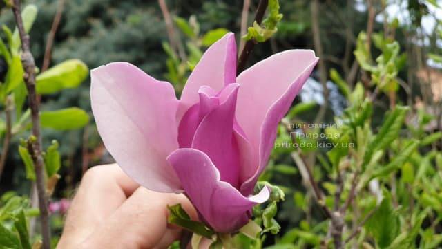 Магнолия лилиецветная Нигра (Magnolia lilliflora Nigra) ФОТО Питомник растений Природа (17)
