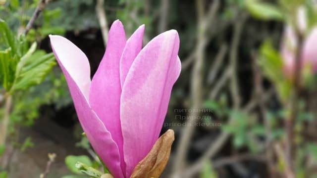 Магнолия лилиецветная Нигра (Magnolia lilliflora Nigra) ФОТО Питомник растений Природа (18)