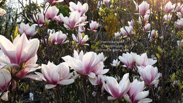 Магнолия Суланжа (Magnolia soulangeana) ФОТО Питомник растений Природа (1)