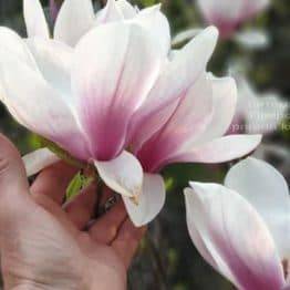 Магнолия Суланжа (Magnolia soulangeana) ФОТО Питомник растений Природа (5)