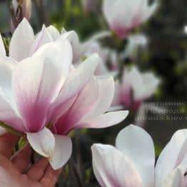 Магнолия Суланжа (Magnolia soulangeana) ФОТО Питомник растений Природа (8)
