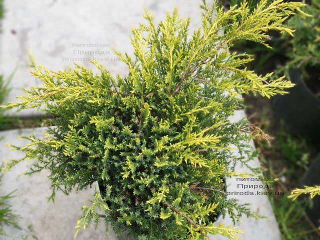 Можжевельник средний (пфитцериана) Голд Стар (Juniperus media pfitzeriana Gold Star) ФОТО Питомник растений Природа (4)