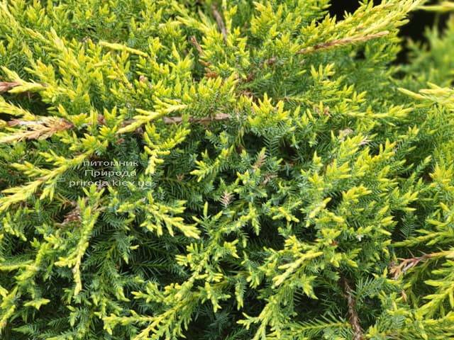 Можжевельник средний (пфитцериана) Голд Стар (Juniperus media pfitzeriana Gold Star) ФОТО Питомник растений Природа (8)