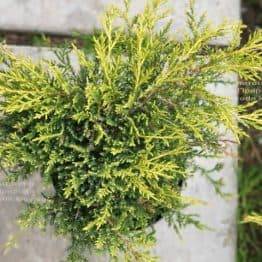 Можжевельник средний (пфитцериана) Голд Стар (Juniperus media pfitzeriana Gold Star) ФОТО Питомник растений Природа (9)