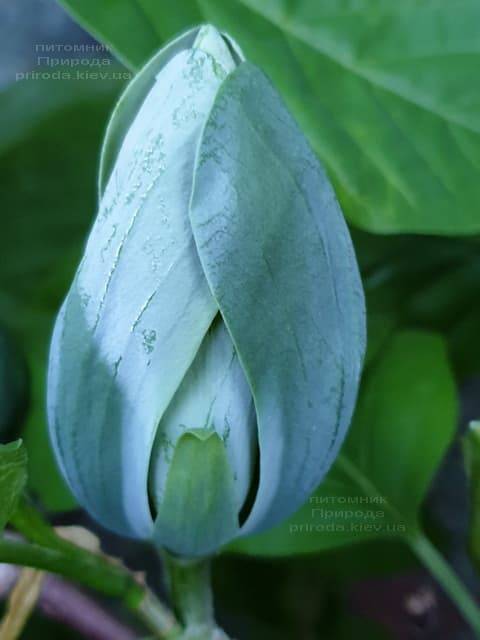 Магнолія Блакитний Опал (Maqnolia acuminata Blue Opal) ФОТО Розплідник рослин Природа (25)