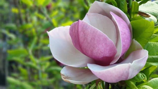 Магнолия Суланжа Амабилис (Magnolia soulangeana Amabilis) ФОТО Питомник растений Природа (10)