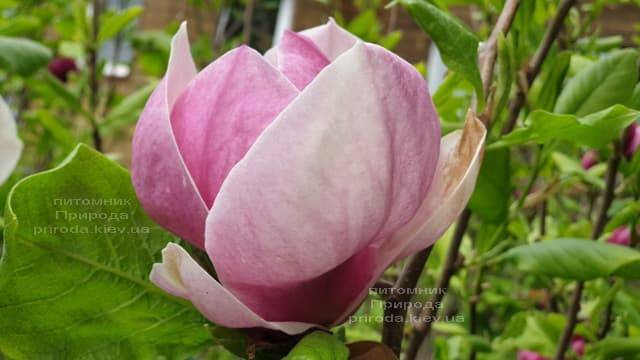 Магнолия Суланжа Амабилис (Magnolia soulangeana Amabilis) ФОТО Питомник растений Природа (5)