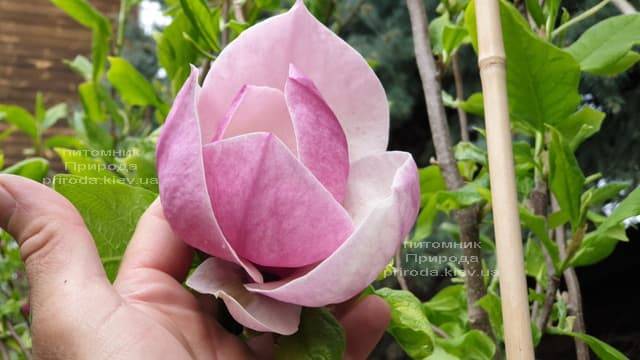 Магнолия Суланжа Амабилис (Magnolia soulangeana Amabilis) ФОТО Питомник растений Природа (7)