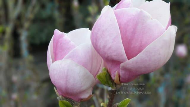 Магнолия Суланжа Ленней (Magnolia soulangeana Lennei) ФОТО Питомник растений Природа (8)