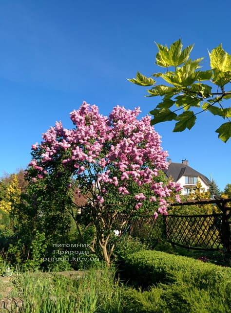 Сирень Маршал Фош (Syringa vulgaris Marchal Foch) ФОТО Питомник растений Природа (26)