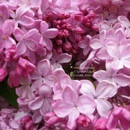 Сирень Маршал Фош (Syringa vulgaris Marchal Foch) ФОТО Питомник растений Природа (35)