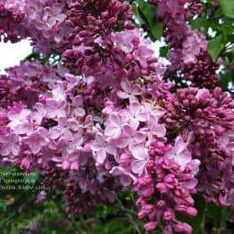 Сирень Маршал Фош (Syringa vulgaris Marchal Foch) ФОТО Питомник растений Природа (41)