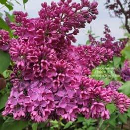 Сирень Знамя Ленина (Syringa vulgaris Znamja) ФОТО Питомник растений Природа (10)