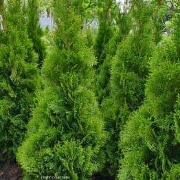 Туя західна Смарагд (Thuja occidentalis Smaragd) ФОТО Розплідник рослин Природа (72)