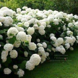 Гортензія деревоподібна Анабель (Hydrangea arborescens Anabelle) ФОТО Розплідник рослин Природа (1)