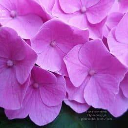 Гортензия крупнолистная Боденси (Hydrangea macrophylla Bodensee) ФОТО Питомник растений Природа (15)