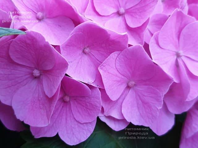 Гортензия крупнолистная Боденси (Hydrangea macrophylla Bodensee) ФОТО Питомник растений Природа (15)