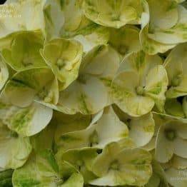 Гортензія крупнолистная Кайпірінья (Hydrangea macrophylla Caipirinha) ФОТО Розплідник рослин Природа (6)