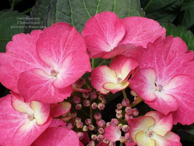 Гортензия крупнолистная Дарк Энджел (Hydrangea macrophylla Dark Angel) ФОТО Питомник растений Природа (9)