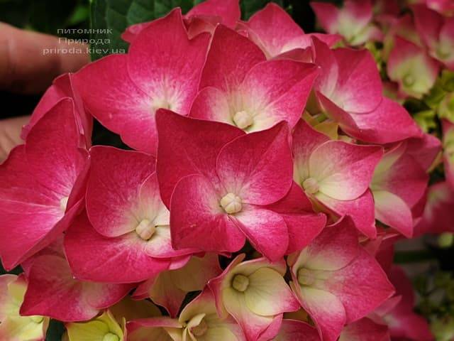 Гортензия крупнолистная Льойхфойер (Hydrangea macrophylla Leuchtfeuer) ФОТО Питомник растений Природа (12)