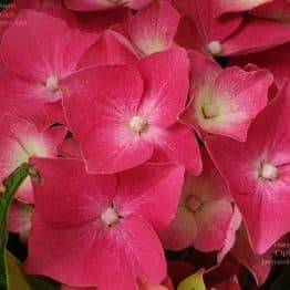 Гортензія крупнолистная Льойхфойер (Hydrangea macrophylla Leuchtfeuer) ФОТО Розплідник рослин Природа) 4)