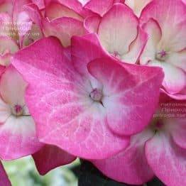 Гортензія крупнолистная Ред Енджел (Hydrangea macrophylla Red Angel) ФОТО Розплідник рослин Природа (4)