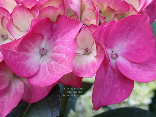 Гортензия крупнолистная Ред Энджел (Hydrangea macrophylla Red Angel) ФОТО Питомник растений Природа (7)