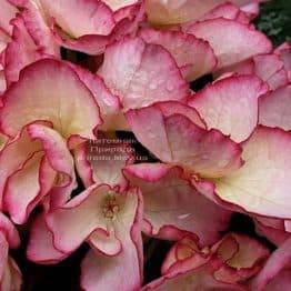 Гортензія крупнолистная Сальса (Hydrangea macrophylla Salsa) ФОТО Розплідник рослин Природа (3)