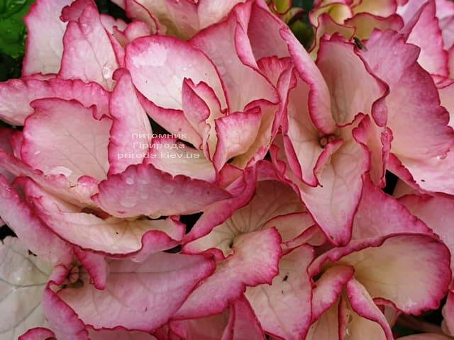 Гортензия крупнолистная Сальса (Hydrangea macrophylla Salsa) ФОТО Питомник растений Природа (8)