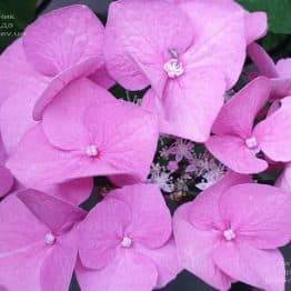 Гортензія крупнолистная Таубе (Hydrangea macrophylla Taube) ФОТО Розплідник рослин Природа (13)