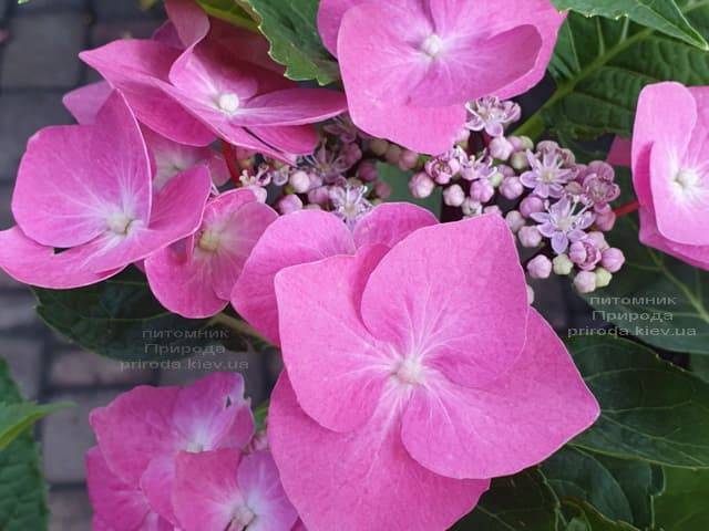 Гортензия крупнолистная Таубе (Hydrangea macrophylla Taube) ФОТО Питомник растений Природа (18)