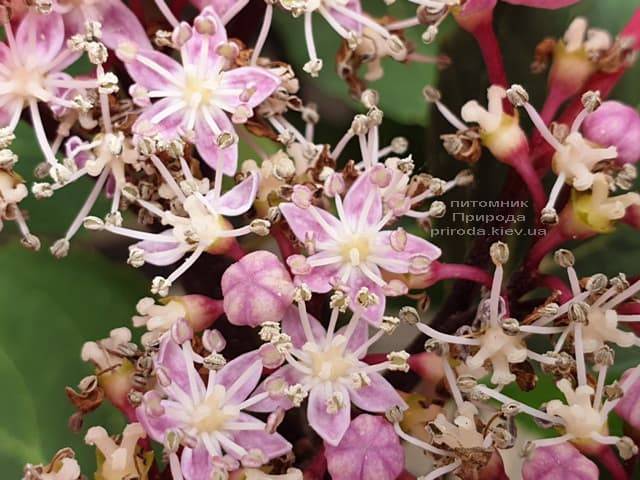Гортензия крупнолистная Таубе (Hydrangea macrophylla Taube) ФОТО Питомник растений Природа (8)