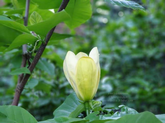 Магнолия бруклинская Еллоу Берд (Magnolia brooklynensis Yellow Bird) ФОТО Питомник растений Природа (17)