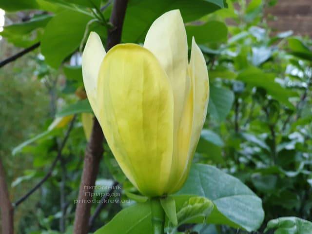 Магнолія бруклінська Еллоу Берд (Magnolia brooklynensis Yellow Bird) ФОТО Розплідник рослин Природа (19)
