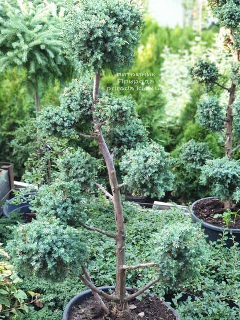 Бонсай Можжевельник китайский Блю Альпс (Juniperus chnensis Blue Alps) ФОТО Питомник растений Природа (3)
