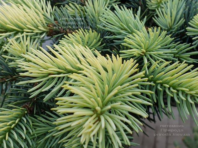 Ель голубая Биалобок (Picea pungens Bialobok) ФОТО Питомник растений Природа (4)