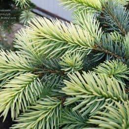 Ялина блакитна Біалобок (Picea pungens Bialobok) ФОТО Розплідник рослин Природа (6)