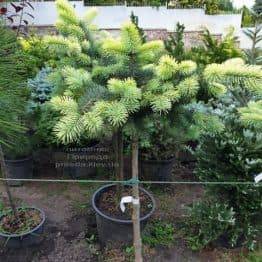 Ялина блакитна Біалобок (Picea pungens Bialobok) ФОТО Розплідник рослин Природа