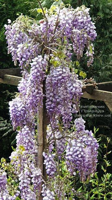 Глициния китайская (Wisteria sinensis) ФОТО Питомник растений Природа (10)