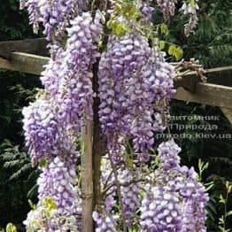 Гліцинія китайська (Wisteria sinensis) ФОТО Розплідник рослин Природа (6)