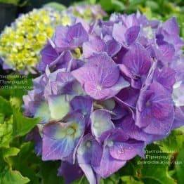 Гортензия крупнолистная Бела (Hydrangea macrophylla Bela) ФОТО Питомник растений Природа (5)