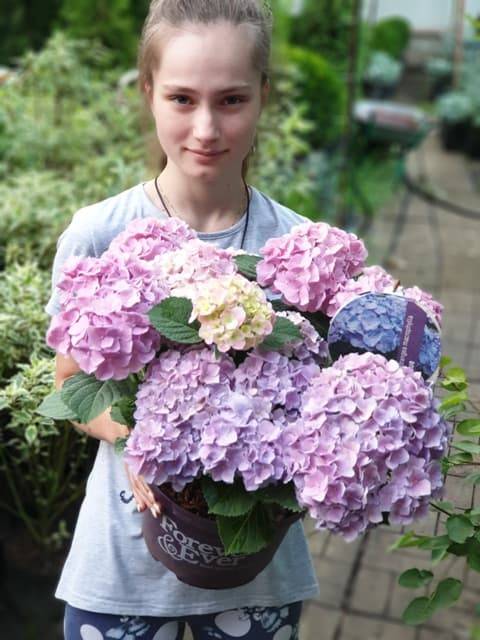 Гортензия крупнолистная Форевер Эвер Блю (Hydrangea macrophylla Forever & Ever Blue) ФОТО Питомник растений Природа