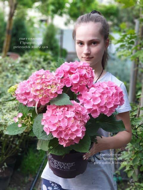 Гортензия крупнолистная Форевер Эвер Рэд (Hydrangea macrophylla Forever & Ever Red) ФОТО Питомник растений Природа (17)