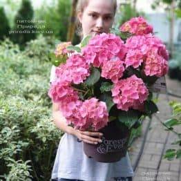 Гортензія крупнолистная Форевер Евер Ред (Hydrangea macrophylla Forever & Ever Red) ФОТО Розплідник рослин Природа (18)