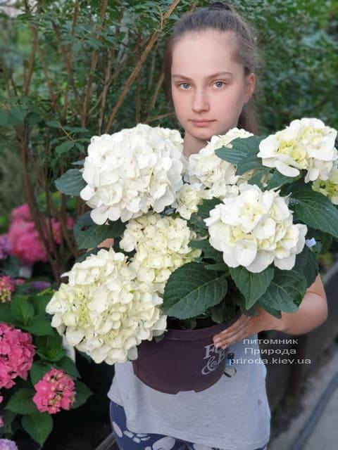Гортензия крупнолистная Форевер Эвер Вайт (Hydrangea macrophylla Forever & Ever White) ФОТО Питомник растений Природа (14)