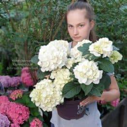 Гортензия крупнолистная Форевер Эвер Вайт (Hydrangea macrophylla Forever & Ever White) ФОТО Питомник растений Природа