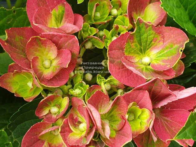 Гортензия крупнолистная Хот Рэд (Hydrangea macrophylla Hot Red) ФОТО Питомник растений Природа (1)