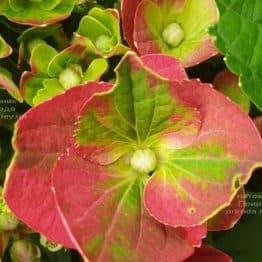 Гортензия крупнолистная Хот Рэд (Hydrangea macrophylla Hot Red) ФОТО Питомник растений Природа (2)